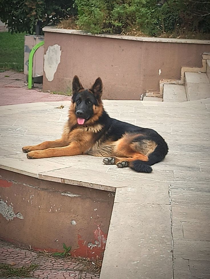 ARES