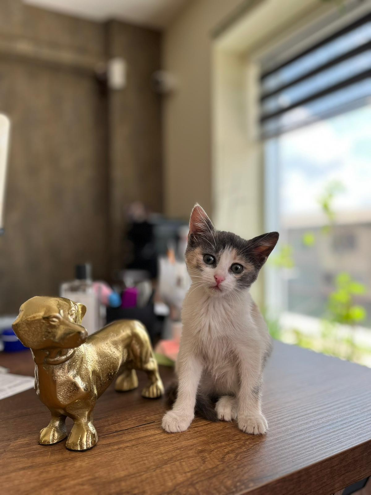 Pamuk